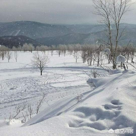 今日科普一下！黑悟空雪雕被嘲憨厚,百科词条爱好_2024最新更新