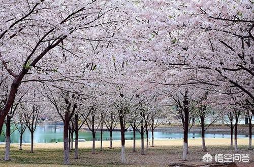 今日科普一下！拍下故宫史诗级朝霞,百科词条爱好_2024最新更新