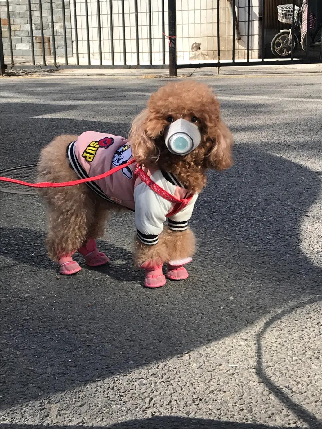 今日科普一下！4条大型犬撕咬母女,百科词条爱好_2024最新更新