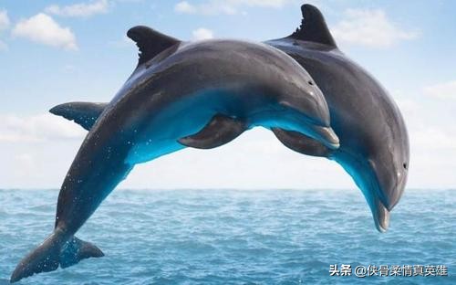 今日科普一下！澳洲海滩现奇怪生物,百科词条爱好_2024最新更新