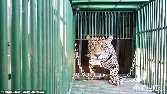 今日科普一下！植物园内流浪猫死亡,百科词条爱好_2024最新更新