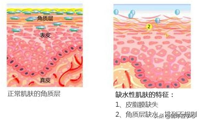 今日科普一下！赵露思暂停后续工作,百科词条爱好_2024最新更新