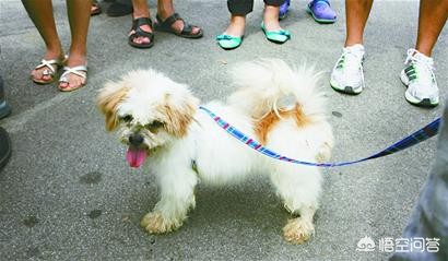 今日科普一下！老人疑遭犬撕咬去世,百科词条爱好_2024最新更新