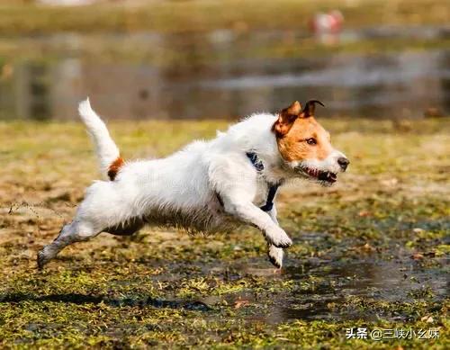 今日科普一下！给城里狗的乡村震撼,百科词条爱好_2024最新更新